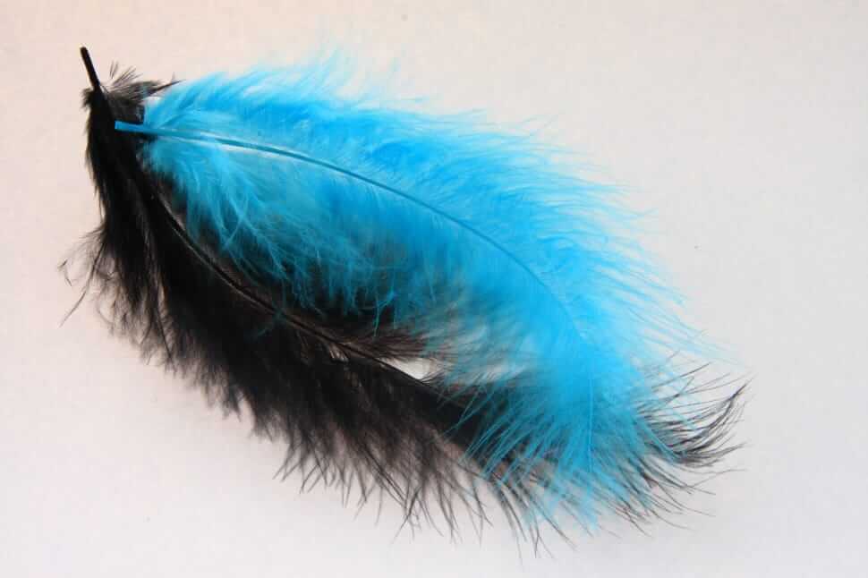Black and Blue Feathers