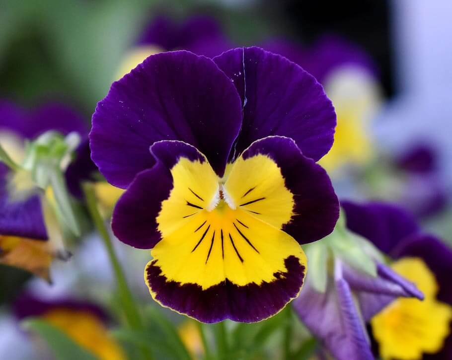 Purple And Yellow Flower 