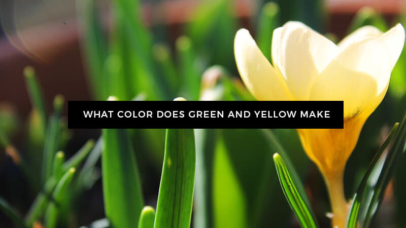 What Color Does Yellow and Green Make