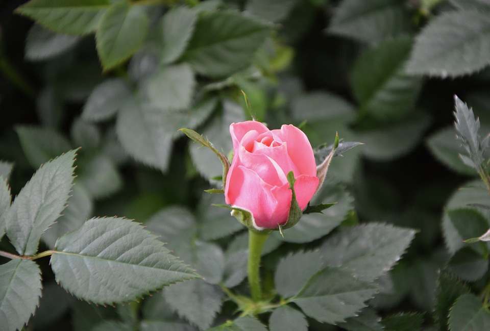 Pink Rose with Leaves