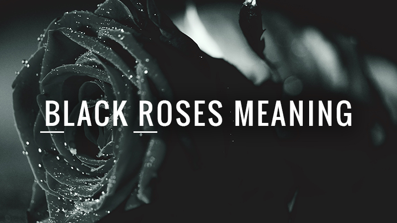 Black Roses Meaning