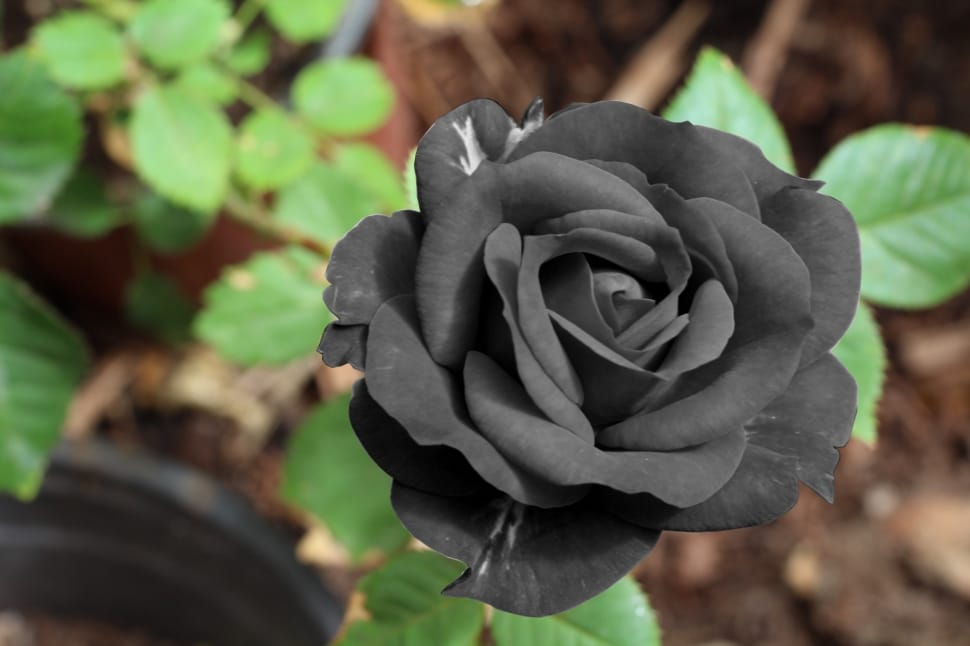 What Is The Meaning Of Black Roses