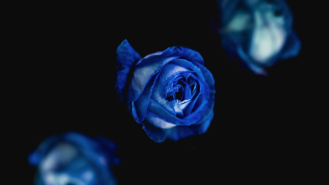 What Is The Meaning Of Blue Roses? (Updated 2023)