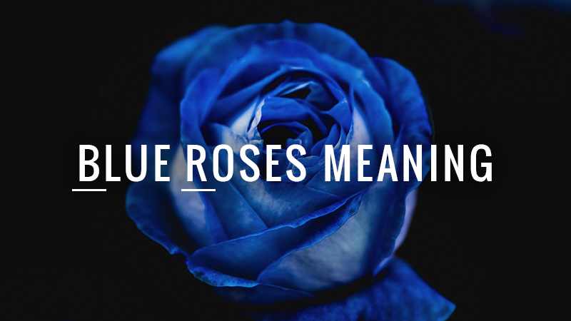 Blue Roses Meaning