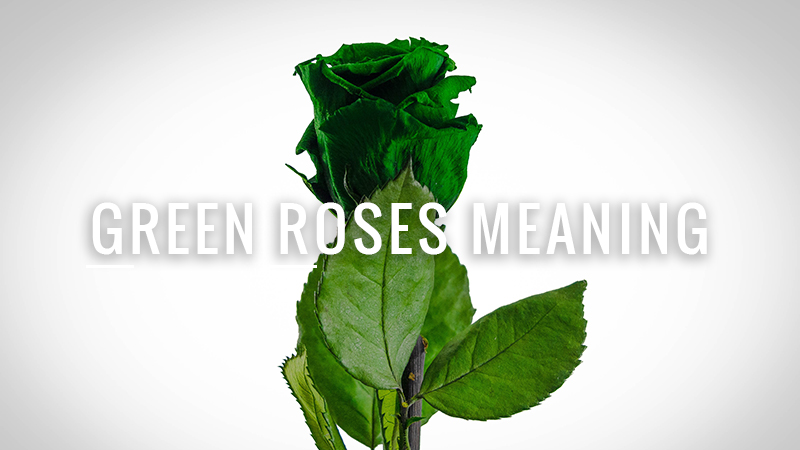 Green Roses Meaning