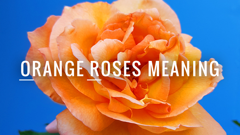 Orange Roses Meaning
