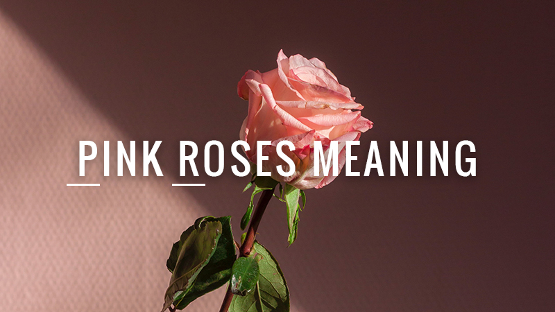 Pink Roses Meaning
