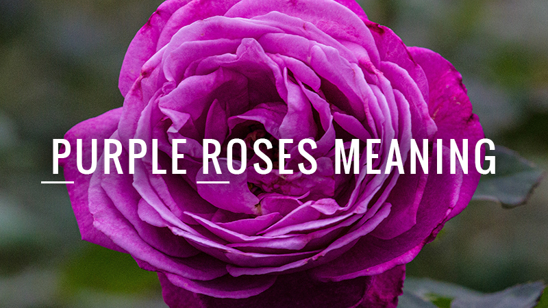 Purple Roses Meaning