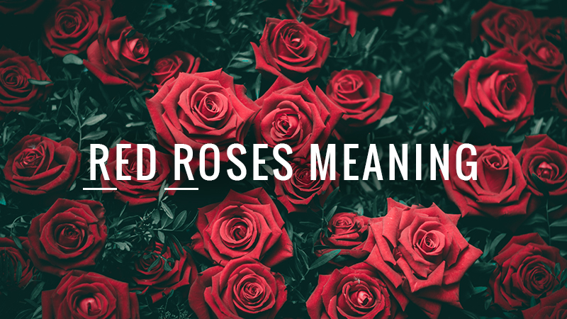 What is The Meaning of Red Roses? (Updated 2023)