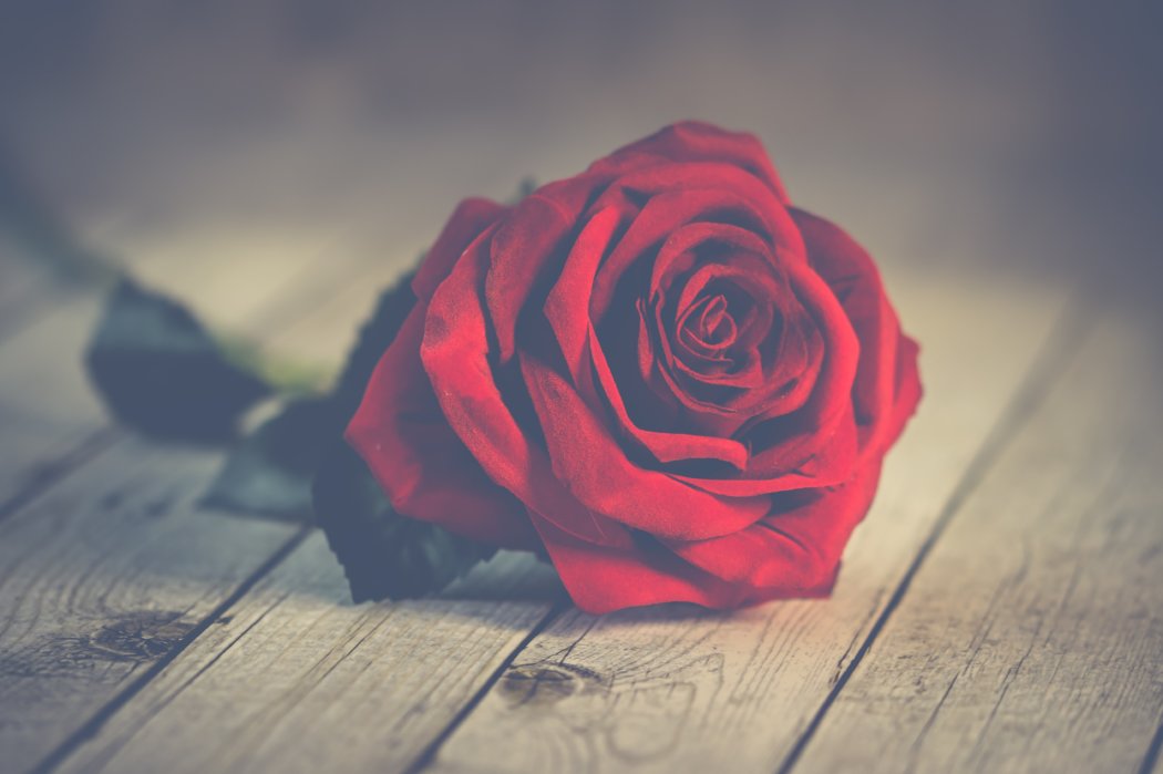 Red Roses on Brown Table