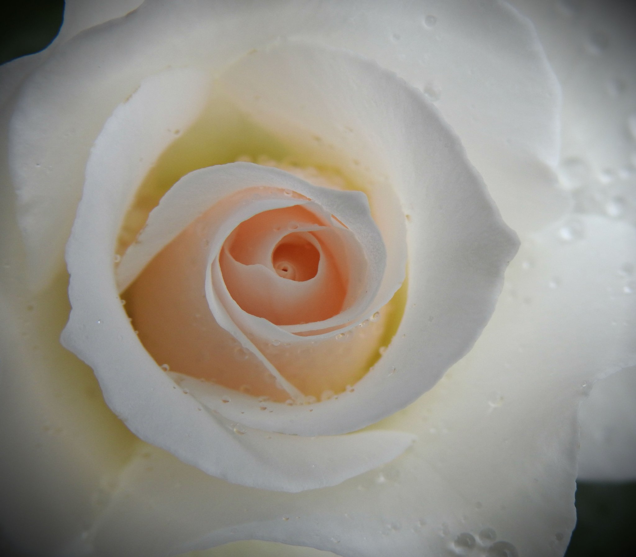 white-is-the-meaning-of-white-roses-updated-2023