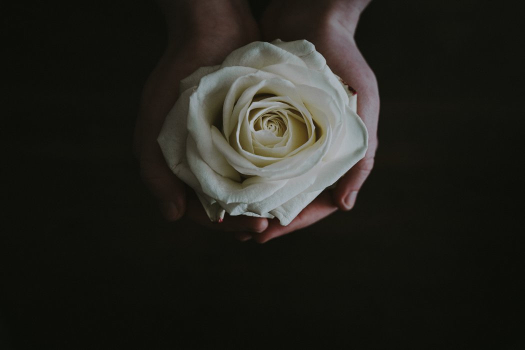 White Rose in hand