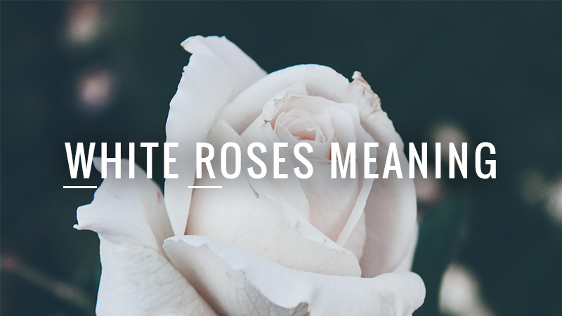White Roses Meaning