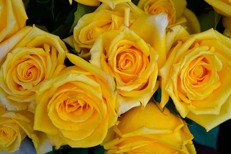 What is The Meaning of Yellow Roses?