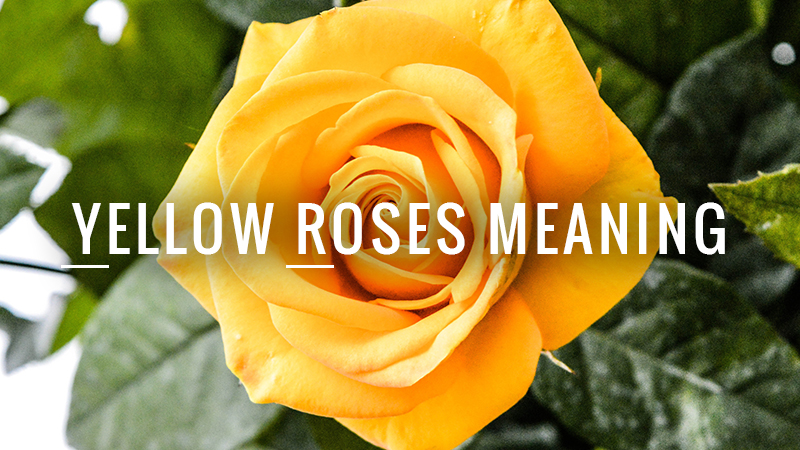 Yellow Roses Meaning