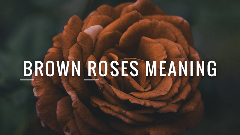 Brown Roses Meaning