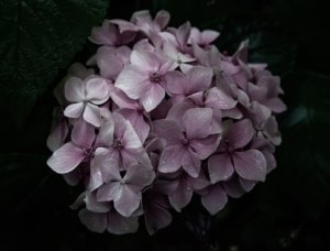 Mauve, Flowers