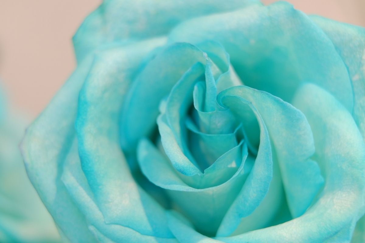 Tiffany Blue Colored Rose