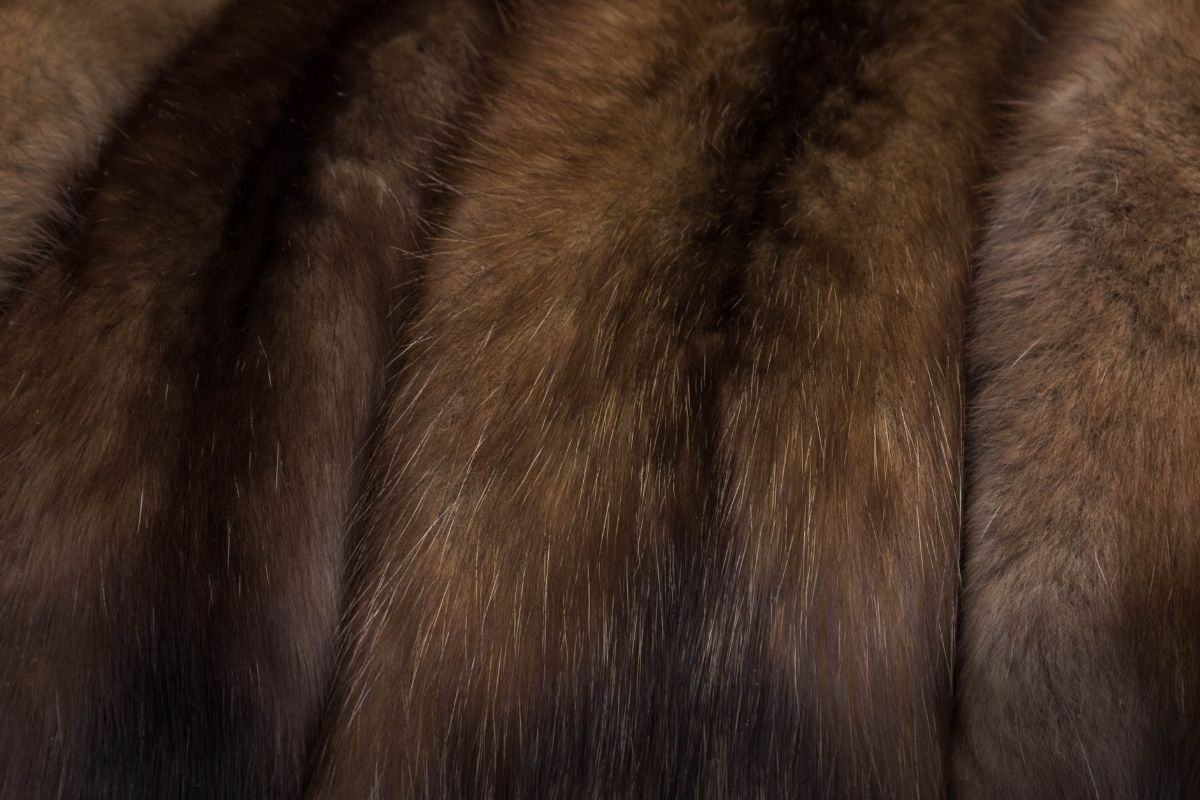 Sable fur color