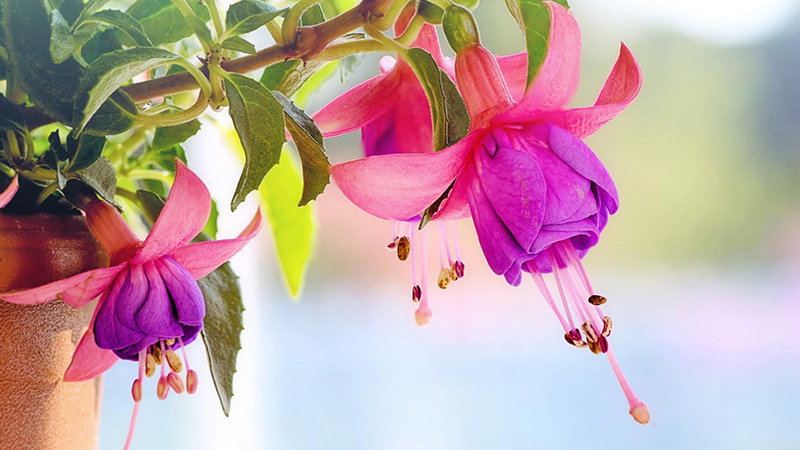 Fuchsia color flowers - What Color Is Fuchsia 