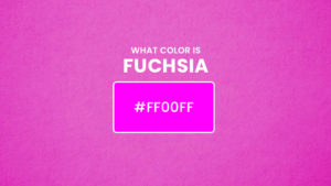 What Color Is Fuchsia