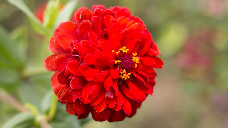 Chrysanthemum flower crimson color example - What Color is Crimson