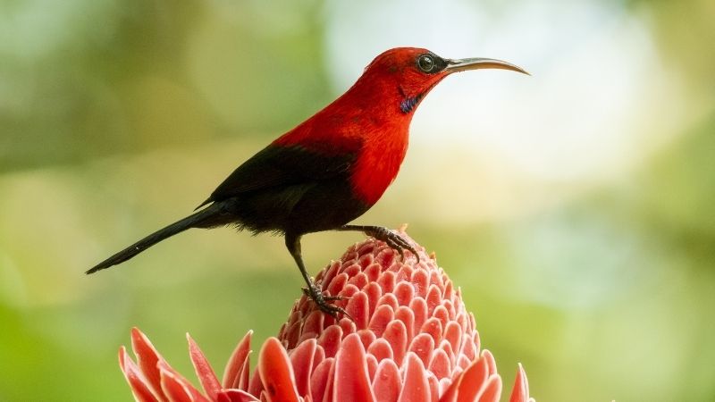 Crimson Sunbird - What color is crimson