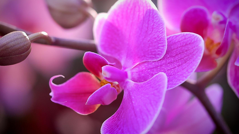 Orchid color 