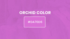 Orchid color